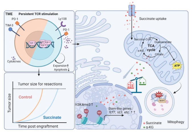 1760684012273018205.png 51.png